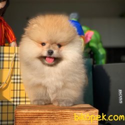 Evde Bakıma Uygun Tüy Dökmeyen Pomeranian Boo Yavruları 1