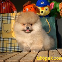 Evde Bakıma Uygun Tüy Dökmeyen Pomeranian Boo Yavruları 3