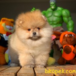 Evde Bakıma Uygun Tüy Dökmeyen Pomeranian Boo Yavruları 2