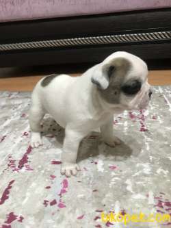 Evde Beslediğim French Bulldog Yavrularım 1
