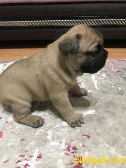 Evde Beslediğim French Bulldog Yavrularım 4