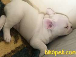 Evde Beslediğim French Bulldog Yavrularım 2