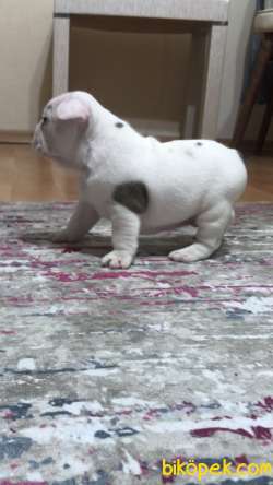 Evde Beslediğim French Bulldog Yavrularım 5