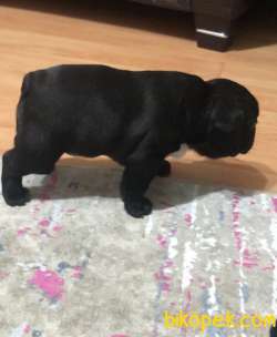 Evde Beslediğim French Bulldog Yavrularım 3