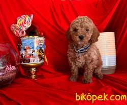 Red Brown Poodle Yavrular