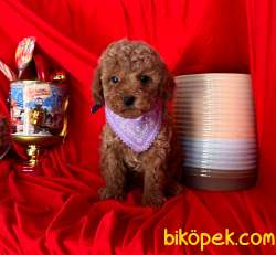 Red Brown Poodle Yavrular 3