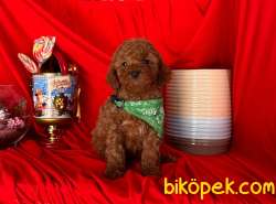 Red Brown Poodle Yavrular 2