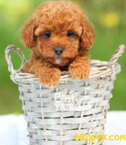 Evimin Maskotu Poodle 3