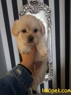Evin Maskotu Olacak Maltipoo Yavrularım 3