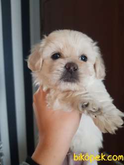 Evin Maskotu Olacak Maltipoo Yavrularım 1