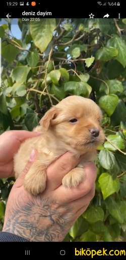 Evin Maskotu Olacak Maltipoo Yavrularım 5