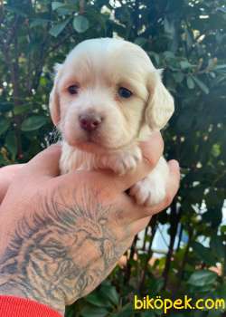 Evin Maskotu Olacak Maltipoo Yavrularım 4