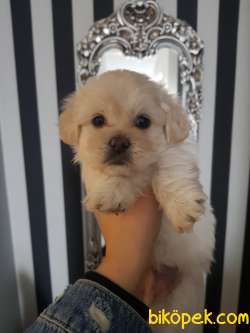 Evin Maskotu Olacak Maltipoo Yavrularım 2