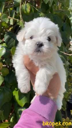 Evin Maskotu Olacak Maltipoo Yavrularım 1