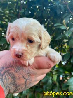Evin Maskotu Olacak Maltipoo Yavrularım 5