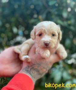 Evin Maskotu Olacak Maltipoo Yavrularım 4