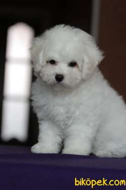 Evine Gitmeye Hazır Bichon Frise Yavrular 1