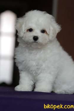 Evine Gitmeye Hazır Bichon Frise Yavrular 2