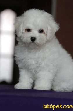 Evine Gitmeye Hazır Bichon Frise Yavrular 3