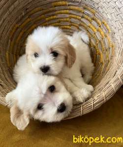 EVİNİZE MUTLULUK KATACAK GERÇEK MALTIPOO BEBEKLER 1