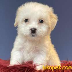 Evinize Neşe Katacak Sıfır Numara Dişi Ve Erkek Maltipoo Yavrular 1