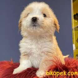 Evinize Neşe Katacak Sıfır Numara Dişi Ve Erkek Maltipoo Yavrular 5