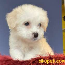 Evinize Neşe Katacak Sıfır Numara Dişi Ve Erkek Maltipoo Yavrular 3