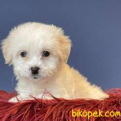 Evinize Neşe Katacak Sıfır Numara Dişi Ve Erkek Maltipoo Yavrular 4