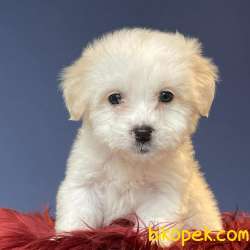 Evinize Neşe Katacak Sıfır Numara Dişi Ve Erkek Maltipoo Yavrular 2