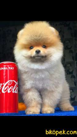 Evinize Renk Katacak Dünya Tatlısı Pomeranian Yavrumuz :) 1