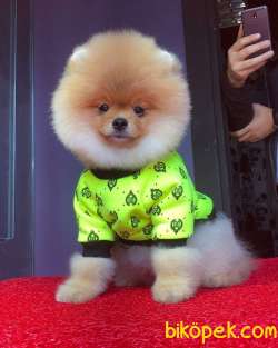Evinize Renk Katacak Dünya Tatlısı Pomeranian Yavrumuz :) 2