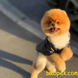 Evinizin Havasını Değiştirecek Pomeranian BOO Yavrumuz 1
