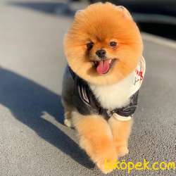 Evinizin Havasını Değiştirecek Pomeranian BOO Yavrumuz 5