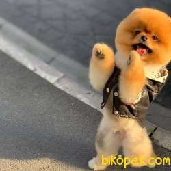 Evinizin Havasını Değiştirecek Pomeranian BOO Yavrumuz 3
