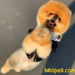 Evinizin Havasını Değiştirecek Pomeranian BOO Yavrumuz 4