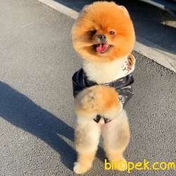 Evinizin Havasını Değiştirecek Pomeranian BOO Yavrumuz 2