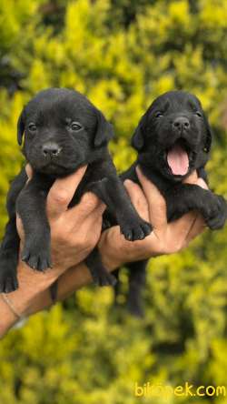 Evinizin Neşe Kaynağı Çok ŞekeR Labrador Safkan Yavrularım 2