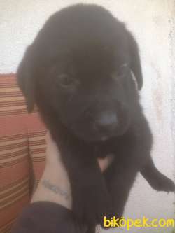 Evinizin Neşe Kaynağı Çok ŞekeR Labrador Safkan Yavrularım 3
