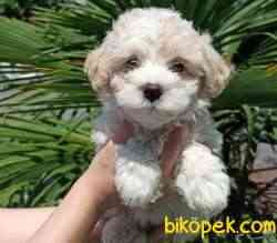 Evinizin Neşesi Dişi Maltipoo Bebeğim 1