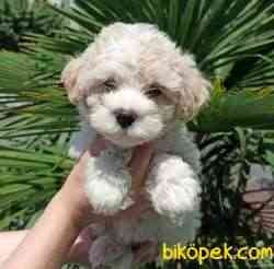 Evinizin Neşesi Dişi Maltipoo Bebeğim 3