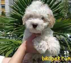 Evinizin Neşesi Dişi Maltipoo Bebeğim 2