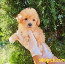 Evinizin Neşesi Dişi Maltipoo Yavrum 3