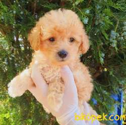 Evinizin Neşesi Dişi Maltipoo Yavrum 2