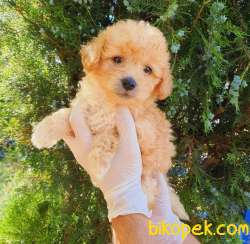 Evinizin Neşesi Dişi Maltipoo Yavrum 1