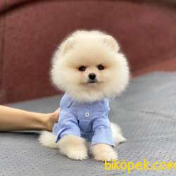 Evinizin Neşesi Erkek Pomeranian BOO Yavrum 2