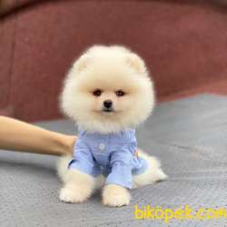 Evinizin Neşesi Erkek Pomeranian BOO Yavrum 1