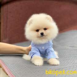 Evinizin Neşesi Erkek Pomeranian BOO Yavrum 4
