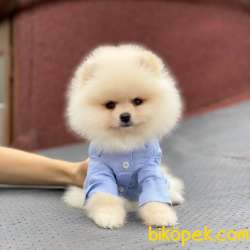 Evinizin Neşesi Erkek Pomeranian BOO Yavrum 3