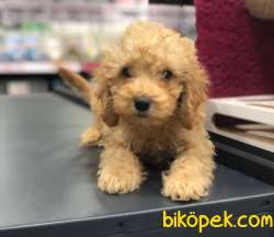 Evinizin Neşesi, Sıfır Numara Red Toy Poodle Yavrum 1