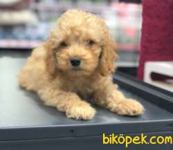 Evinizin Neşesi, Sıfır Numara Red Toy Poodle Yavrum 2